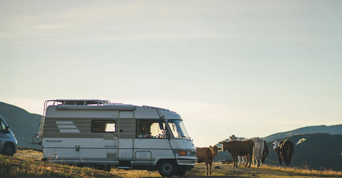 Outdoor-энтузиаст наблюдает за дикими животными с безопасной дистанции